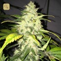 Chocolate Chunk