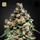 Jack Herer Fem · Green House