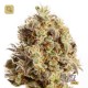 Black Pearl 1 · Mr Natural Seeds