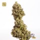 Black Pearl 1 · Mr Natural Seeds
