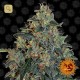 Blueberry OG · Barney´s Farm