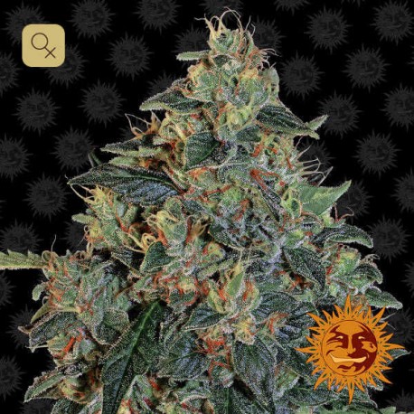 Blueberry OG · Barney´s Farm