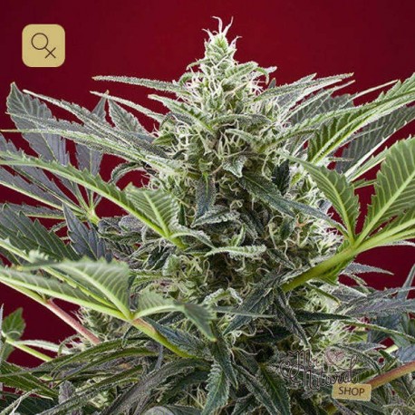 Cream 47 · Sweet Seeds