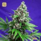 Killer Kush F1 Fast Version · Sweet Seeds