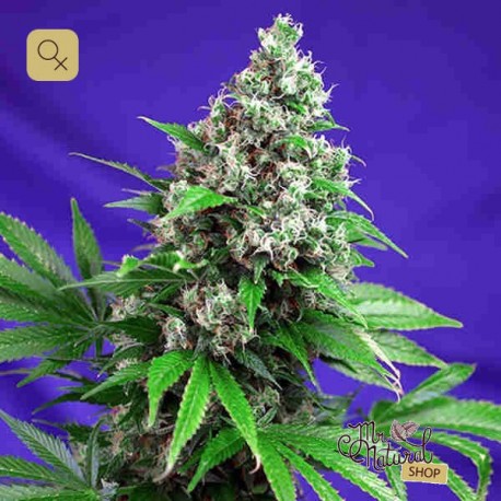 Killer Kush F1 Fast Version · Sweet Seeds