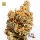 Dutch Queen · Mr Natural Seeds