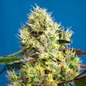 Sweet Gelato Auto