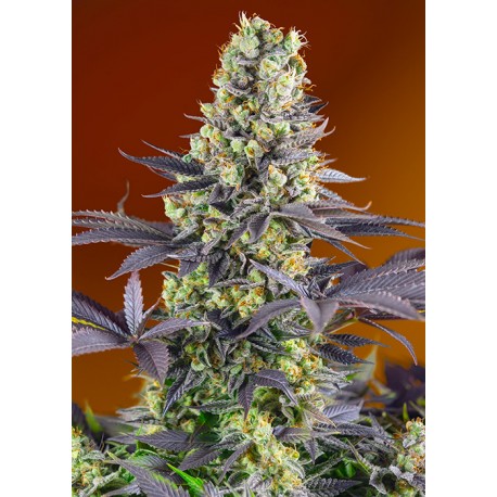 Sweet Zkittlez