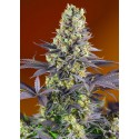 Sweet Zkittlez