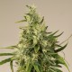 Trainwreck