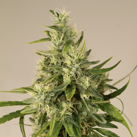 Trainwreck