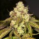 Apple Fritter